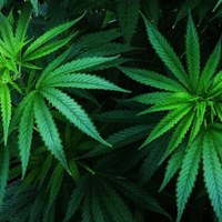 Was ist Cannabis?
