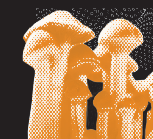 Magic Mushrooms