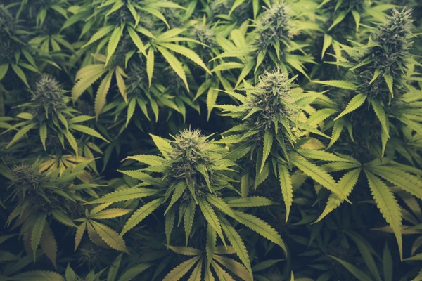 Fragen zum Thema Cannabis mit denen die SUPRO häufig konfrontiert ist.